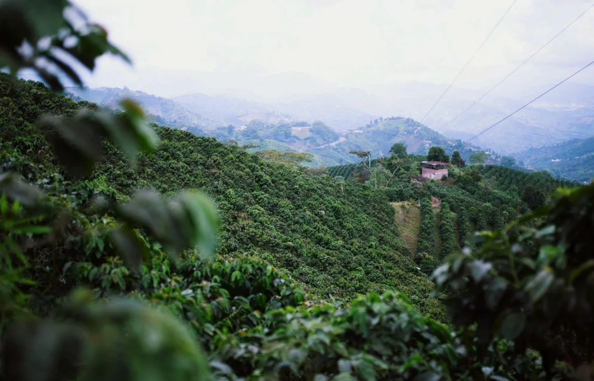 Finca Milan Tangerine